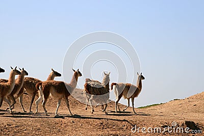 A herd of llamas (Guanaco) Stock Photo