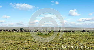 Herd of migrating wildebeest in the middle of the African savannah Stock Photo