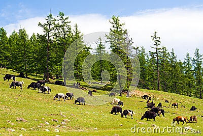 Herd of Mongolian yaks and cows Stock Photo