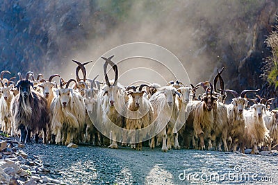 Herd of mountain goats Stock Photo