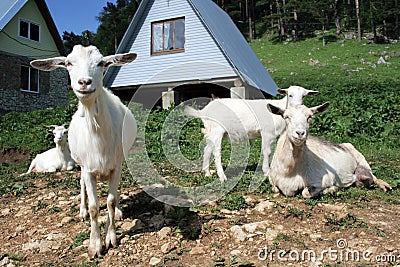 Herd of the nanny goats Stock Photo