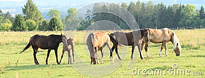 Herd od horses Stock Photo