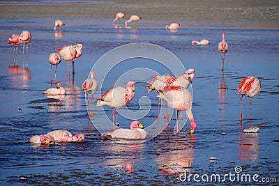 Herd of pink James Flamingos feeding and bathing at Laguna Colorada, Lagunas Route, Bolivia Stock Photo