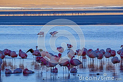 Herd of pink James Flamingos feeding at Laguna Colorada, Lagunas Route, Bolivia Stock Photo