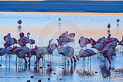 Herd of pink James Flamingos feeding at Laguna Colorada, Lagunas Route, Bolivia Stock Photo