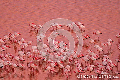 A herd of pink James Flamingos feeding at pink Laguna Colorada, Lagunas Route, Bolivia Stock Photo