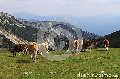 Herd of Pinzgauer cattle grazes on the Hochkar mountain with an incredible and soothing view of the rest of the Austrian Alps. Stock Photo