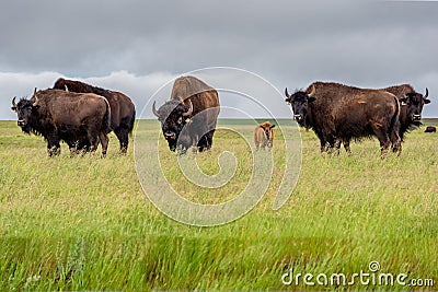 A herd of plains bison with baby calf in a pasture in Saskatchewan, Canada Stock Photo