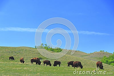 Buffalo Pound Provincial Park, Herd of Plains Bisons grazing on the Hills along the Qu`appelle River Valley, Saskatchewan, Canada Stock Photo