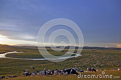 Herd in prairies sunset glow Stock Photo