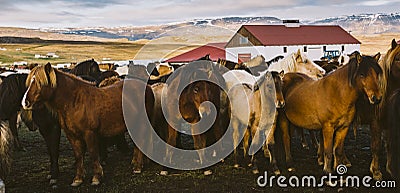 Herd of precious Icelandic horses gathered in a farm Stock Photo