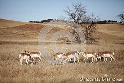 Herd of pronghorn antelope Stock Photo
