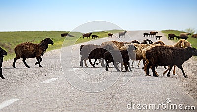 A herd of rams cross the road Stock Photo