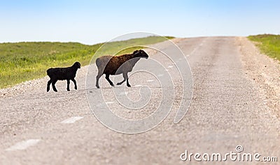 A herd of rams cross the road Stock Photo