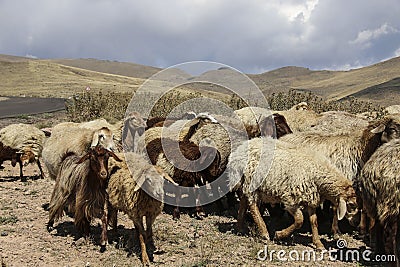 Herd of rams and goats crosses the road at the foot of the inactive volcano Sabalan Savalan near the city of Ardabil in north- Stock Photo