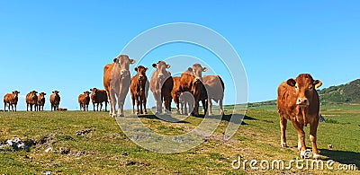 Herd of Red Limousin cattle female cow cows livestock Stock Photo