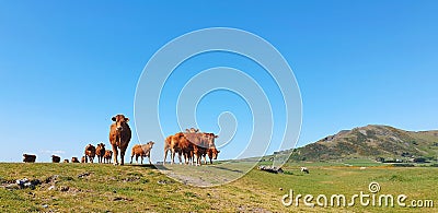 Herd of Red cattle cows livestock Stock Photo