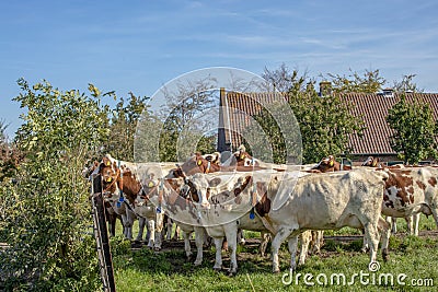 A herd red and white adult cows waiting behind a fence, with neck collar, cosy together. Editorial Stock Photo