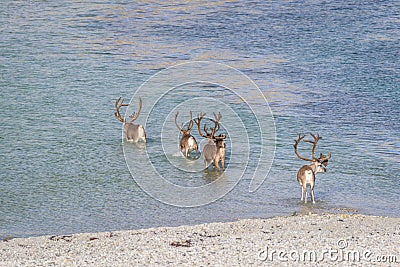 Herd of reindeer crossing water in Arctic Norway Stock Photo