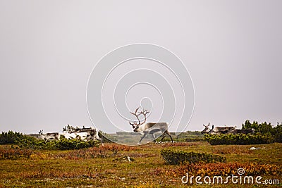 Herd of reindeer on Swedish tundra Stock Photo