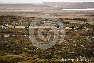 Herd of reindeer on tundra in Sweden Stock Photo