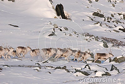 Herd of reindeers Stock Photo