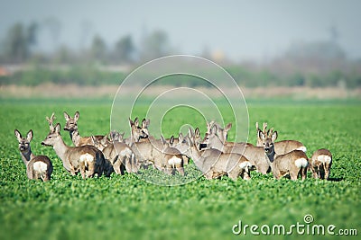 Herd of roe deers on meadow Stock Photo