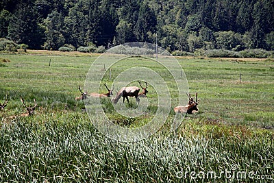 Herd of roosevelt elk bulls Stock Photo