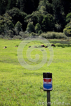 Herd of roosevelt elk cows with no trespass sign Stock Photo