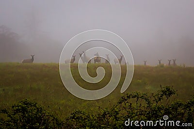 Herd of Roosevelt elk silhouetted on a hillside on a foggy morning Stock Photo