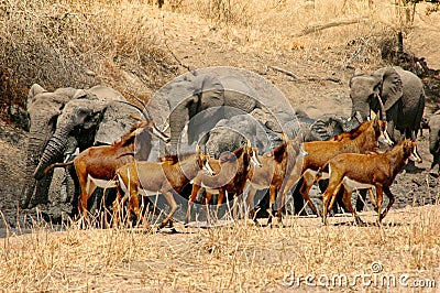 Chased from the water hole Stock Photo