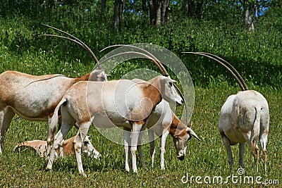 Herd of Scimitar-Horned Oryx Stock Photo