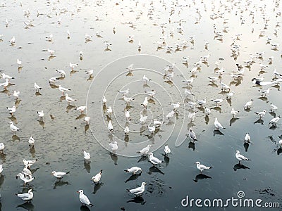 Herd of seagulls, laridae bird in the water Stock Photo