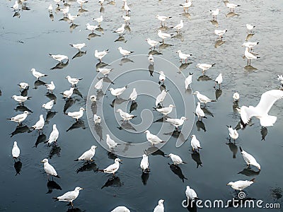 Herd of seagulls, laridae bird in the water Stock Photo