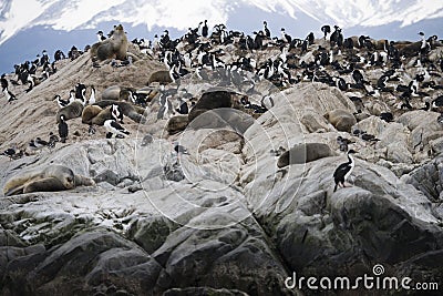 Herd of seals lounging together with migratory birds in Antarctica Stock Photo