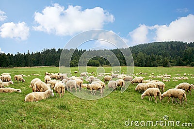 Herd sheep Stock Photo