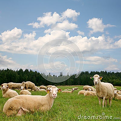 Herd sheep Stock Photo