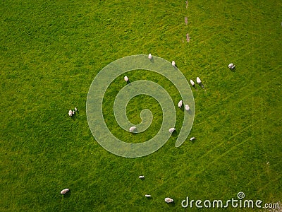 Herd Of Sheep Aerial Stock Photo