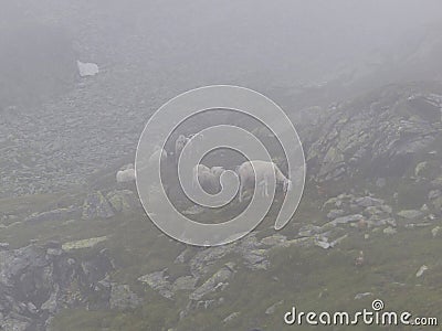 Herd of sheep at Berlin high path, Zillertal Alps in Tyrol, Austria Stock Photo