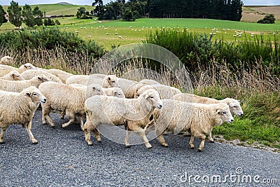 Herd of sheep crosses the road Stock Photo