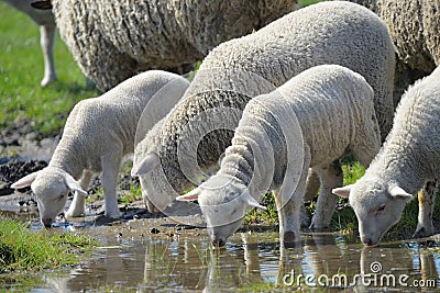 Herd of sheep drinking water Stock Photo