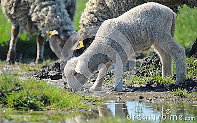 Herd of sheep drinking water Stock Photo
