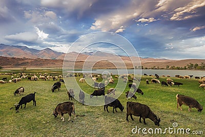 A herd of sheep and goats grazing near the lake at the foot of t Stock Photo
