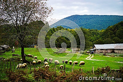 A herd of sheep graze in alpine meadows. Stock Photo