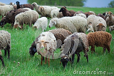 A herd of sheep graze on pasture. One sheep holds in the mouth leaves Stock Photo