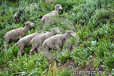Herd of sheep grazing along the Teton Pass near the Idaho and Wyoming state border, along Pine Creek Pass Stock Photo