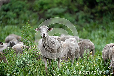 Herd of sheep grazing along the Teton Pass near the Idaho and Wyoming state border, along Pine Creek Pass Stock Photo