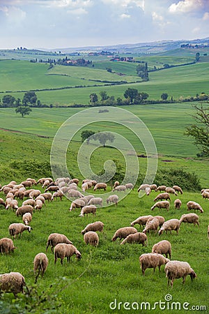 A herd of sheep grazing on a lush, green Tuscan hillside. Stock Photo