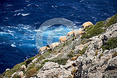 A herd of sheep grazing on a rocky mountainside by the sea on the island of Crete Stock Photo