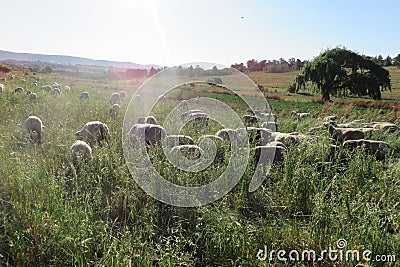 A herd of sheep grazing in a sorghum field with the sun`s rays gleaming over them Stock Photo